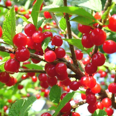 White & Red Nanking Cherries