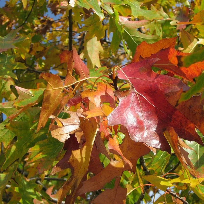 Shade Trees