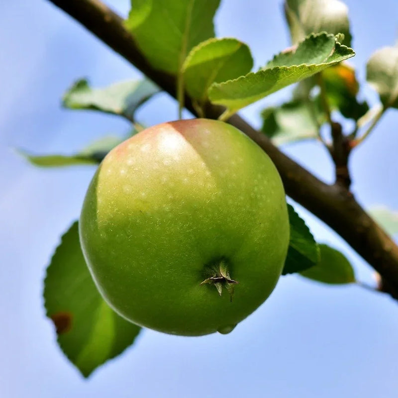 Hard Cider