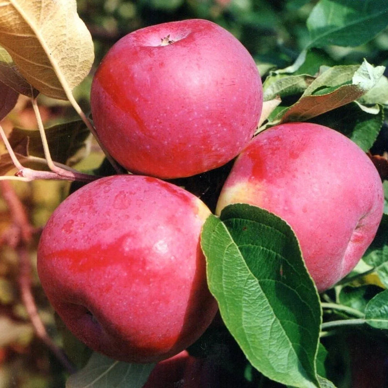 Mid-Season Apples