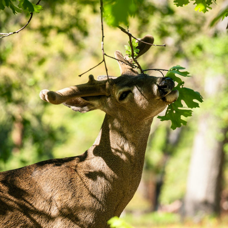 Fruit Trees for Deer & Food Plots