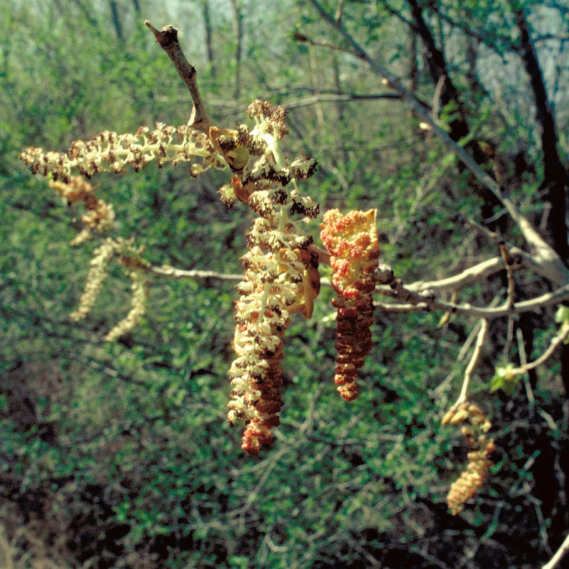 Male & Female Plants