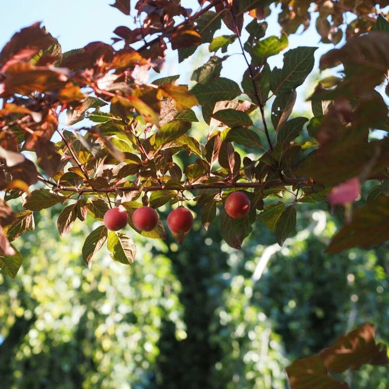 Zone 3 Windbreak & Hedgerow