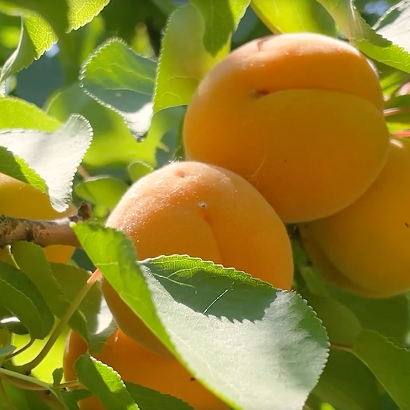 Zone 4 Self-Fertile Fruit Trees