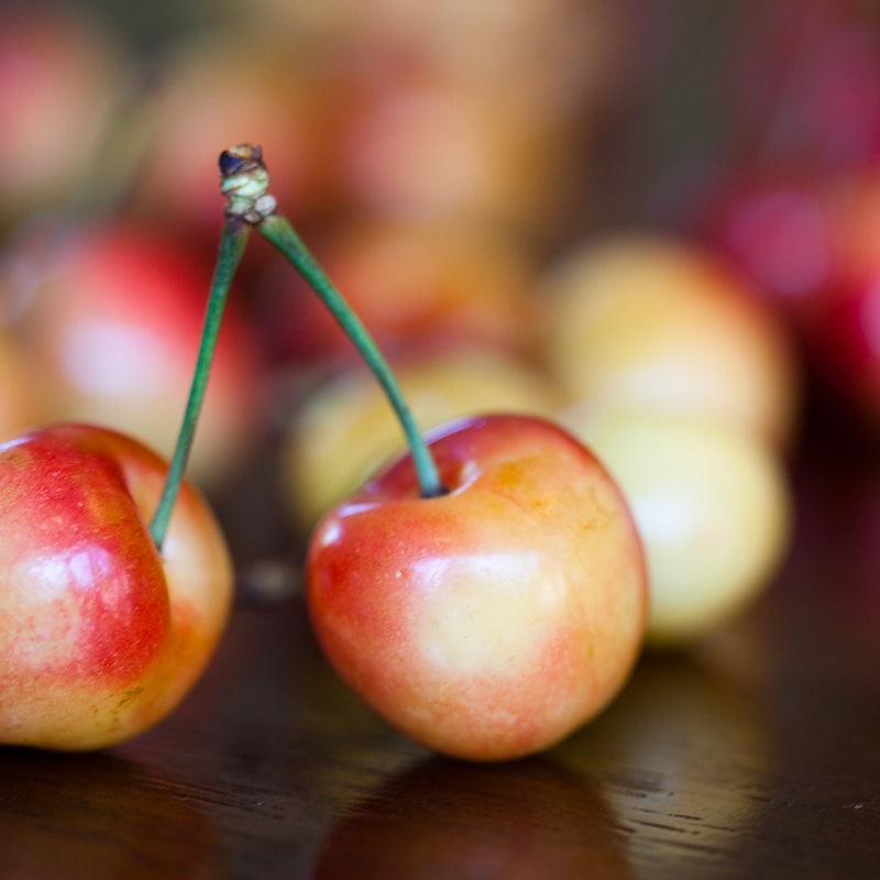 Cherry Trees (All)