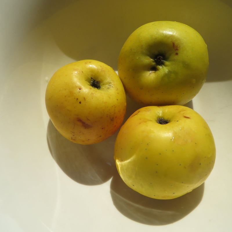 Zone 4 Fruit for Winter Storage