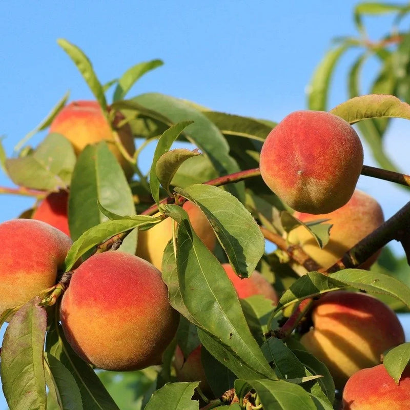 Late-Blooming Peaches