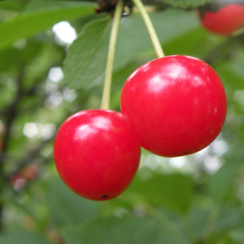 Cherries