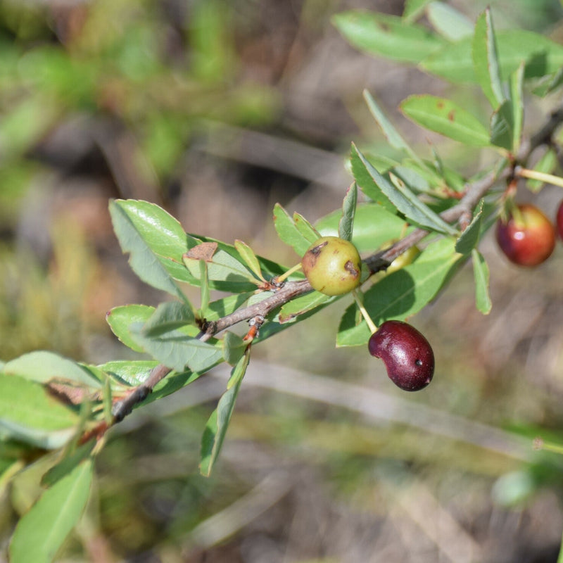 Cherries