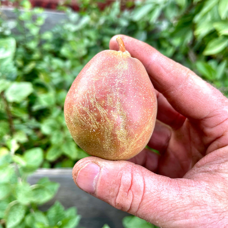 Fire Blight Resistant Fruit Trees