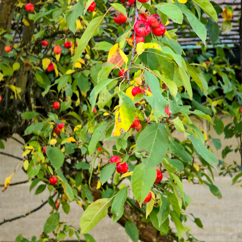 Zone 2 Crabapple Trees