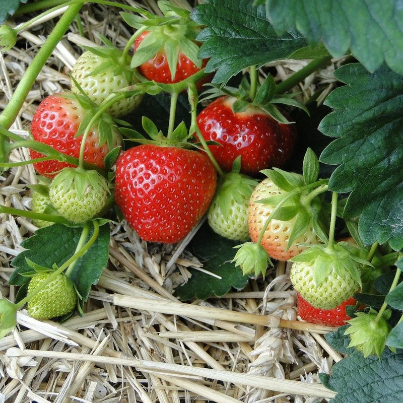 Multi-Plant Bundles