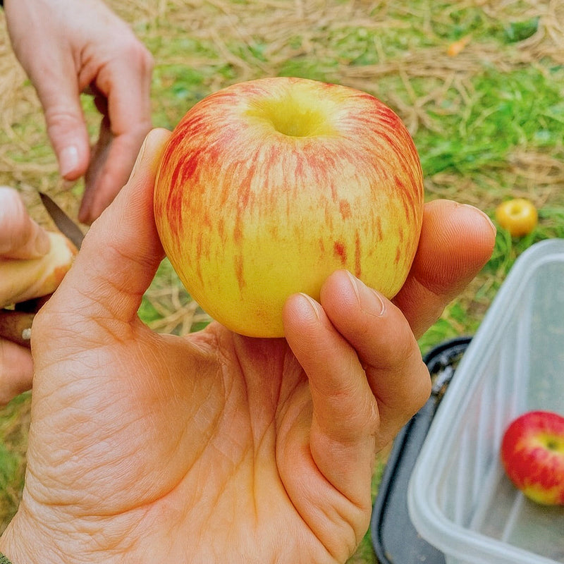 Apples