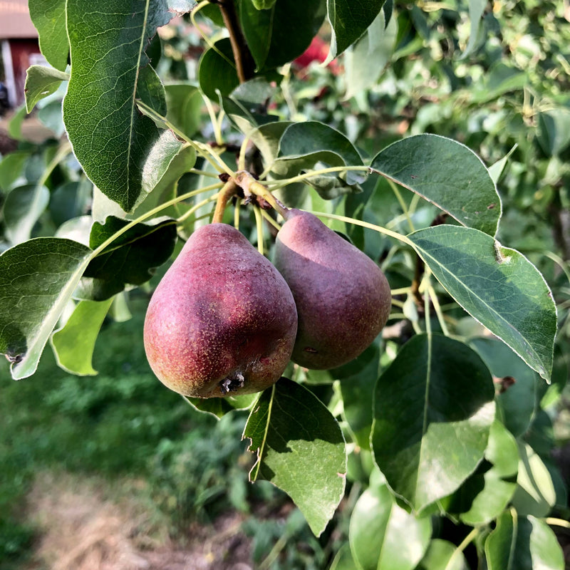Pears