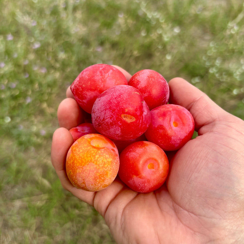 Late Plums