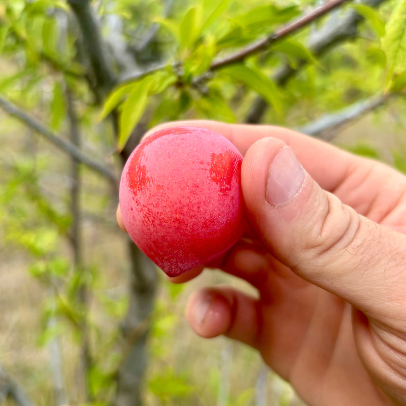 Disease-Resistant Plums
