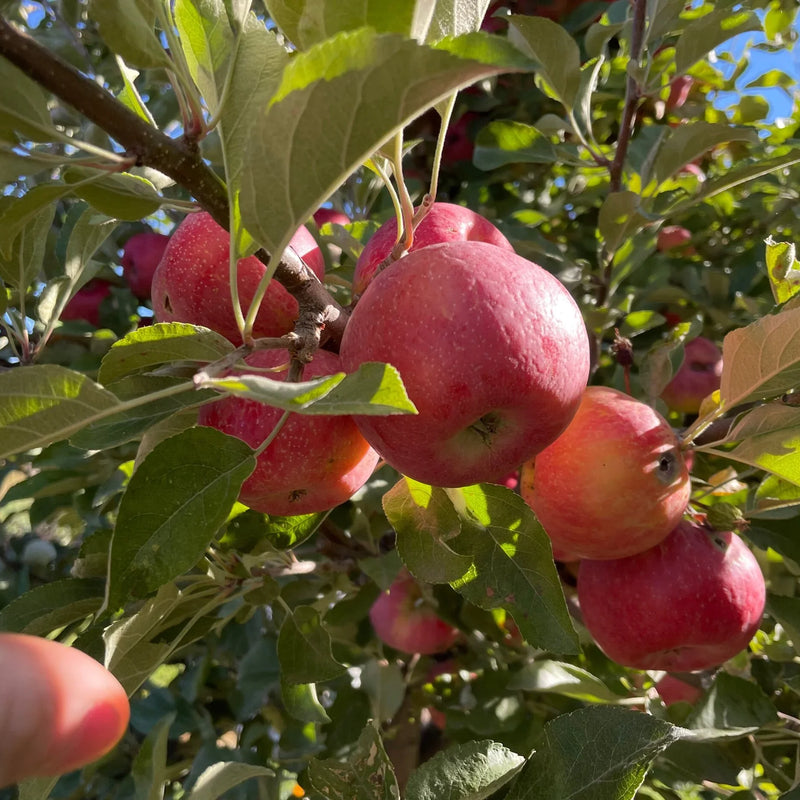 Zone 3 Fruit for Winter Storage