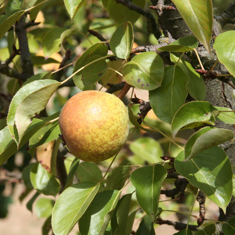 Pears