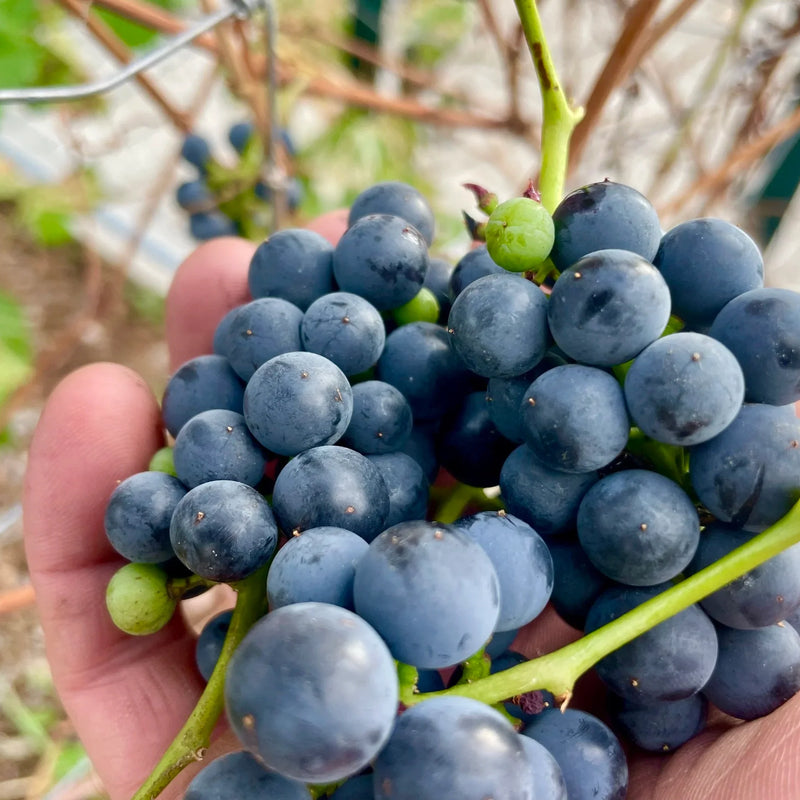 Grapes