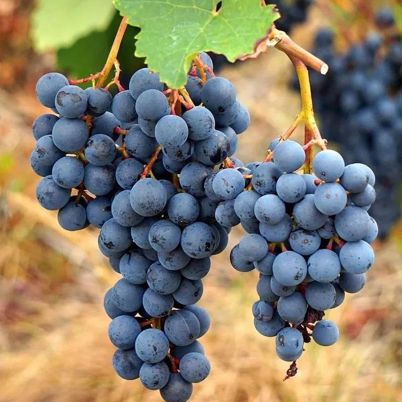 Early-Blooming Grapes