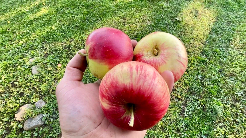 Zone 2 Cider Apples