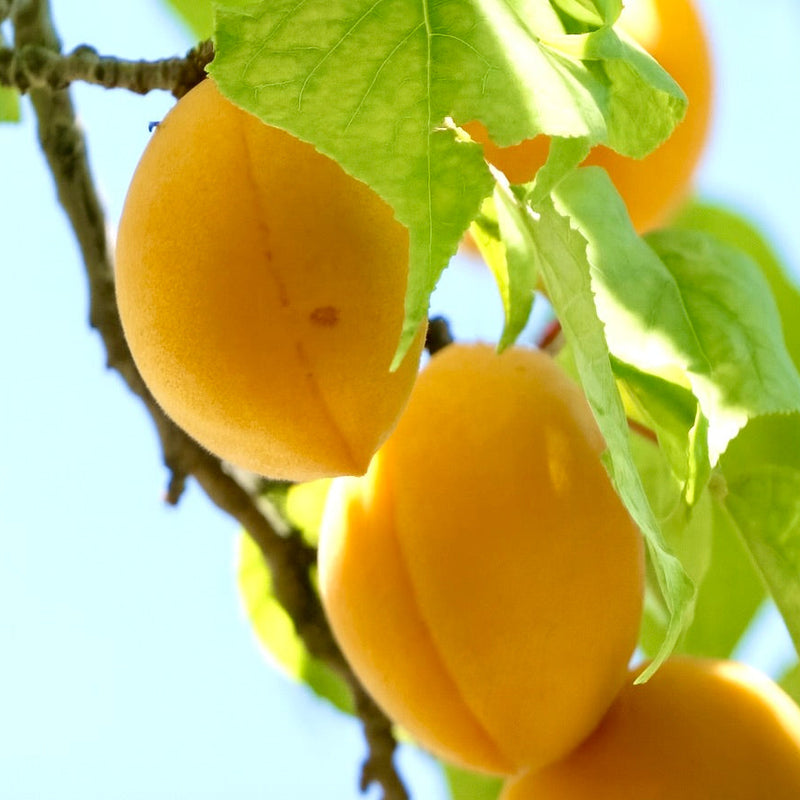 Self-Fertile Apricot Trees