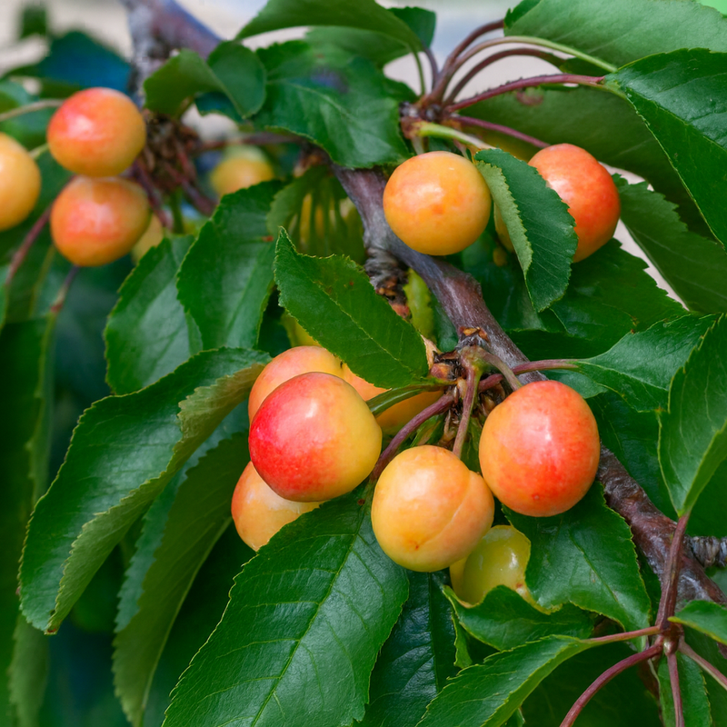 Zone 3 Self-Fertile Fruit Trees