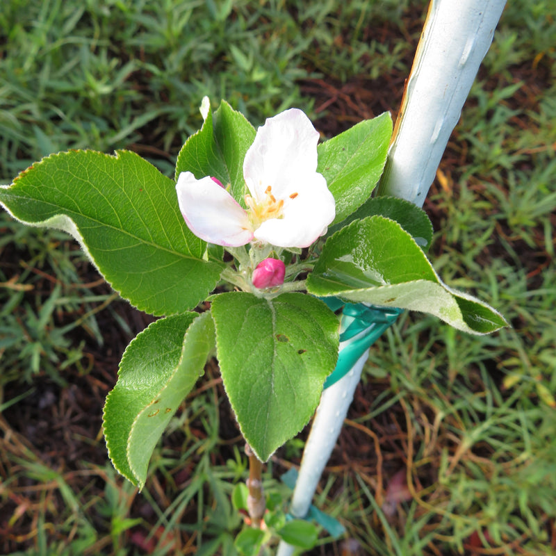 Bare Root Fruit Trees