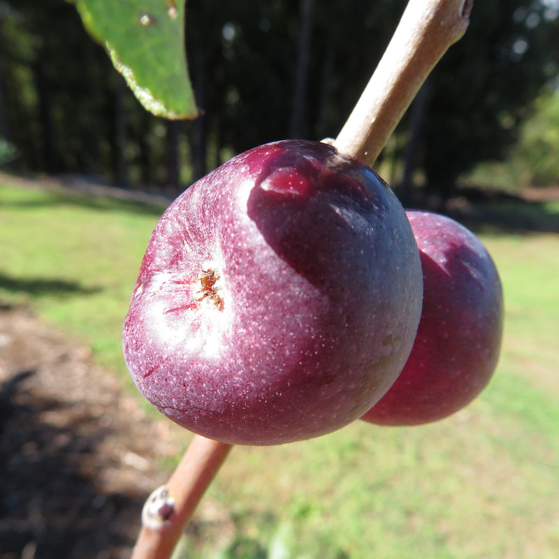Fire Blight Resistant Apples