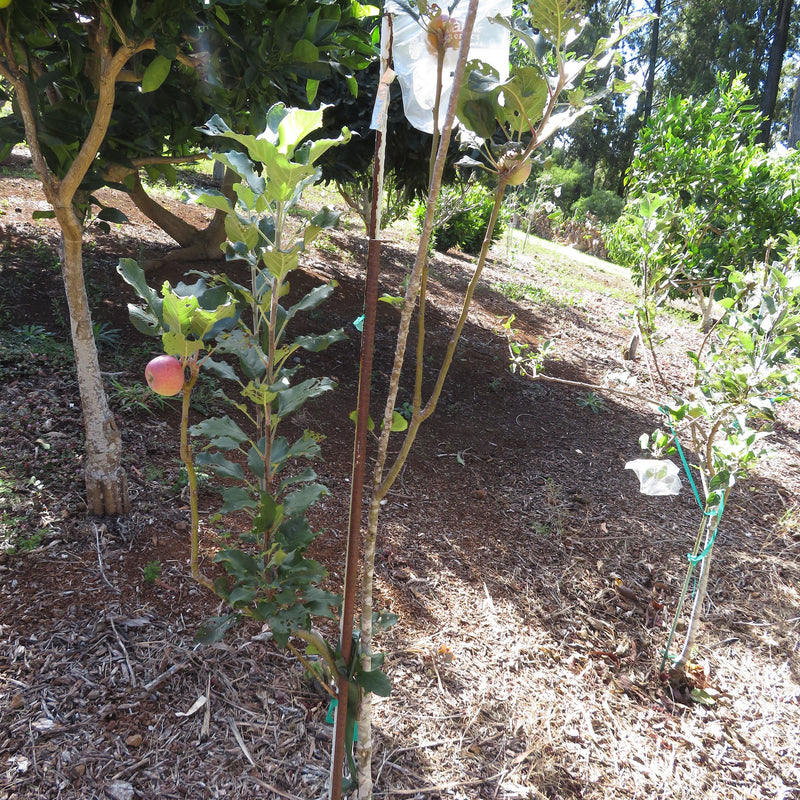 Apples