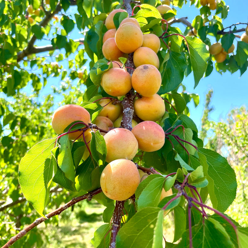 Brown Rot Resistant
