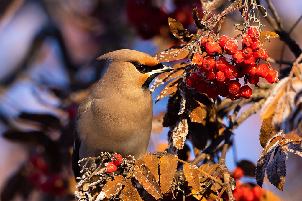 Bohemian waxwing eating mountain ash berries