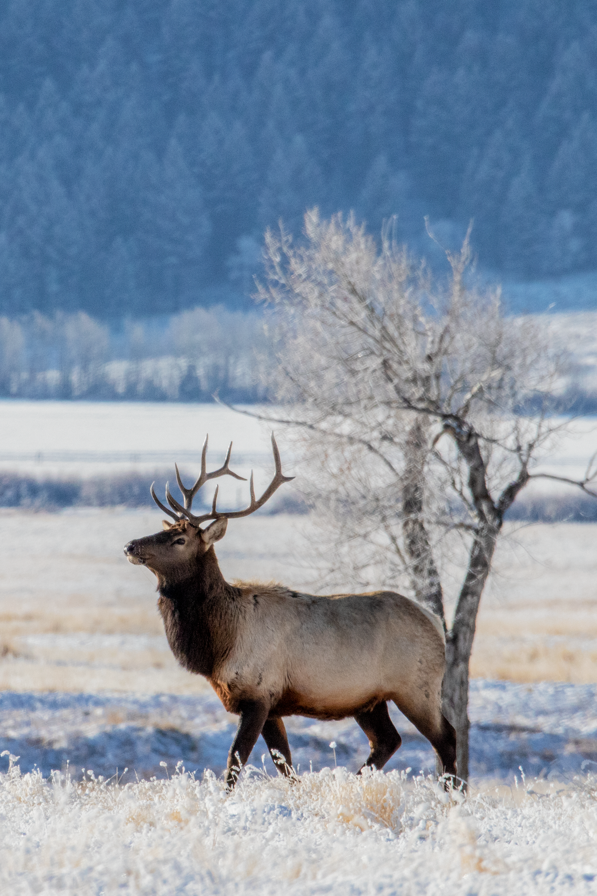 Bull elk in winter