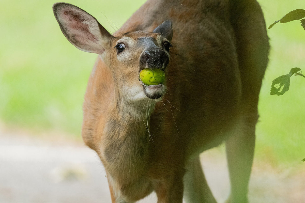 White-tailed deer eating an apple