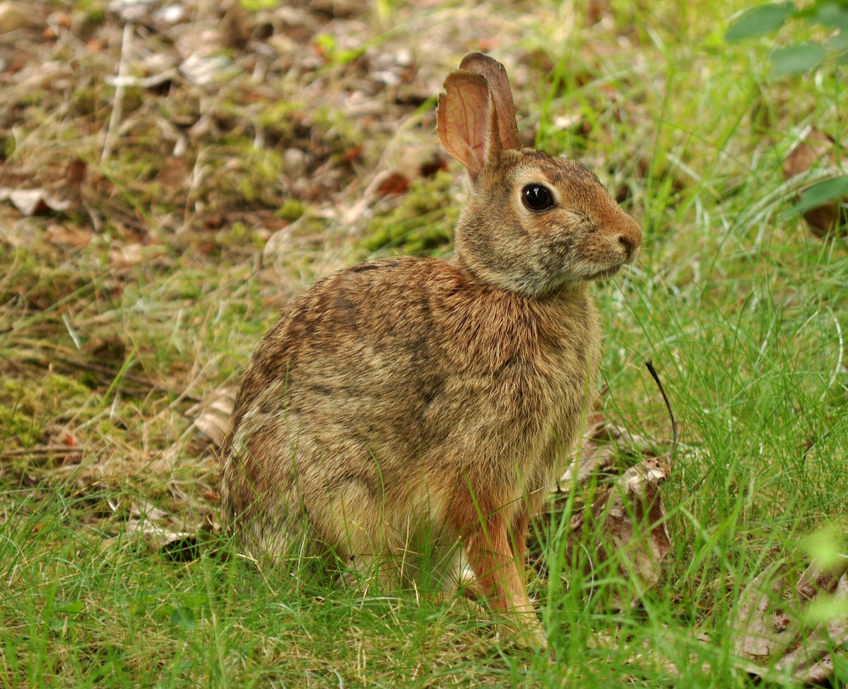 Eastern cottontail rabbit