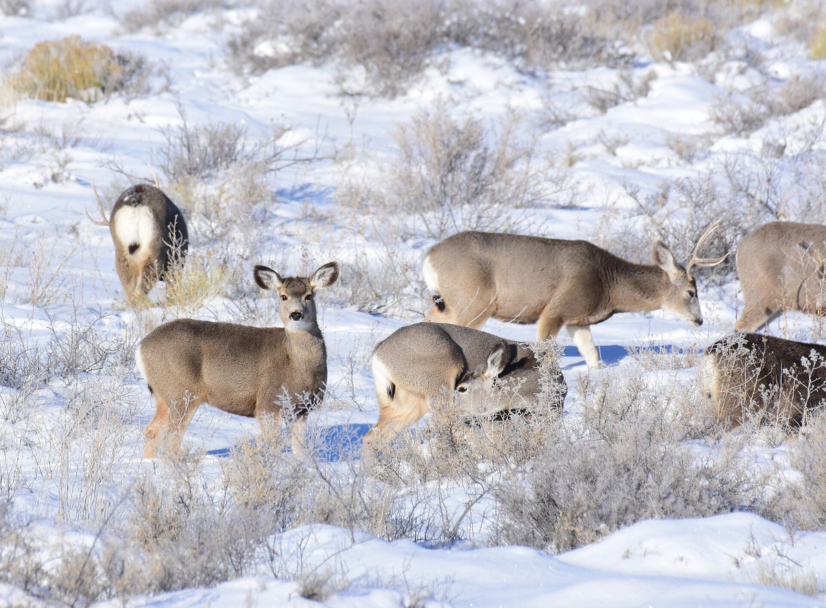 Mule deer on winter range in snow