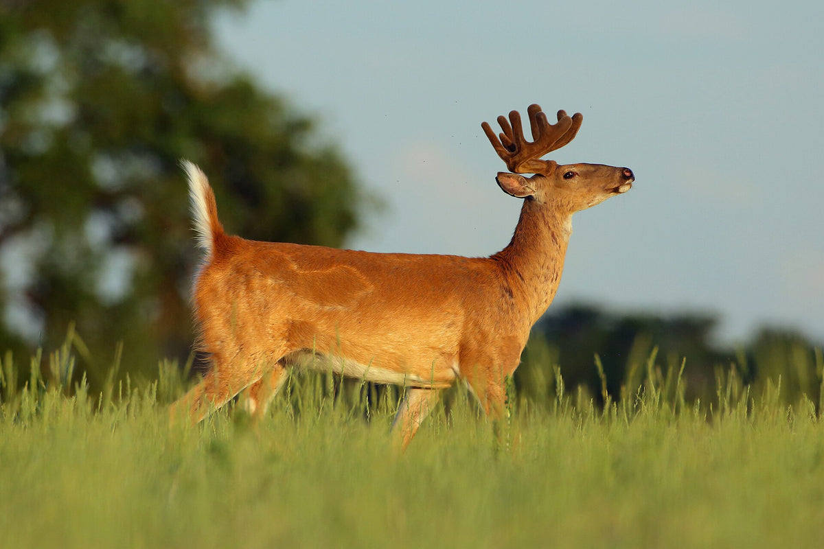 White-tailed buck in velvet