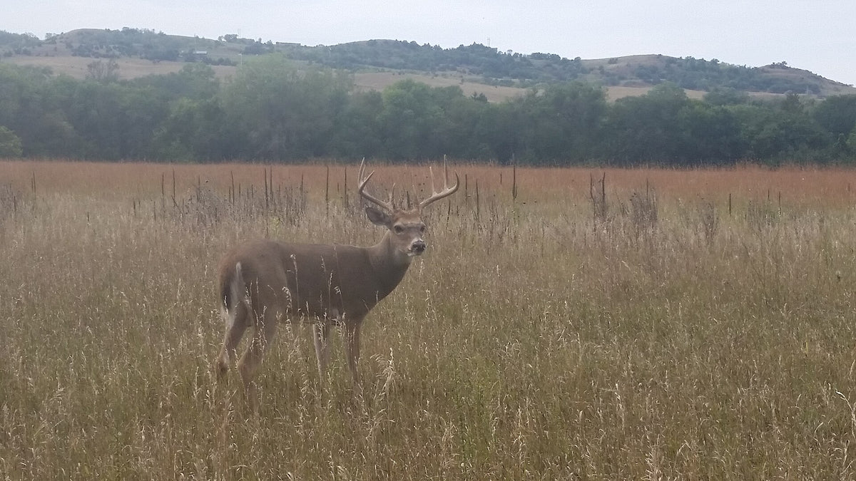 White-tailed buck in tall grass below timbered hills