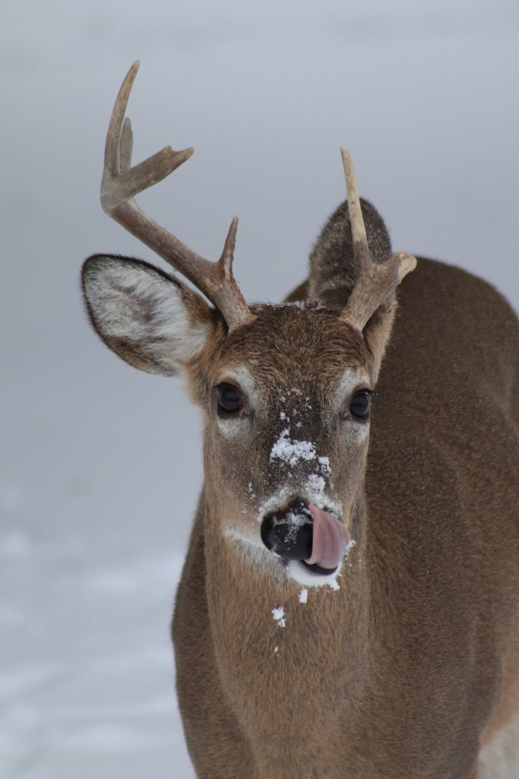 White-tailed buck in snow