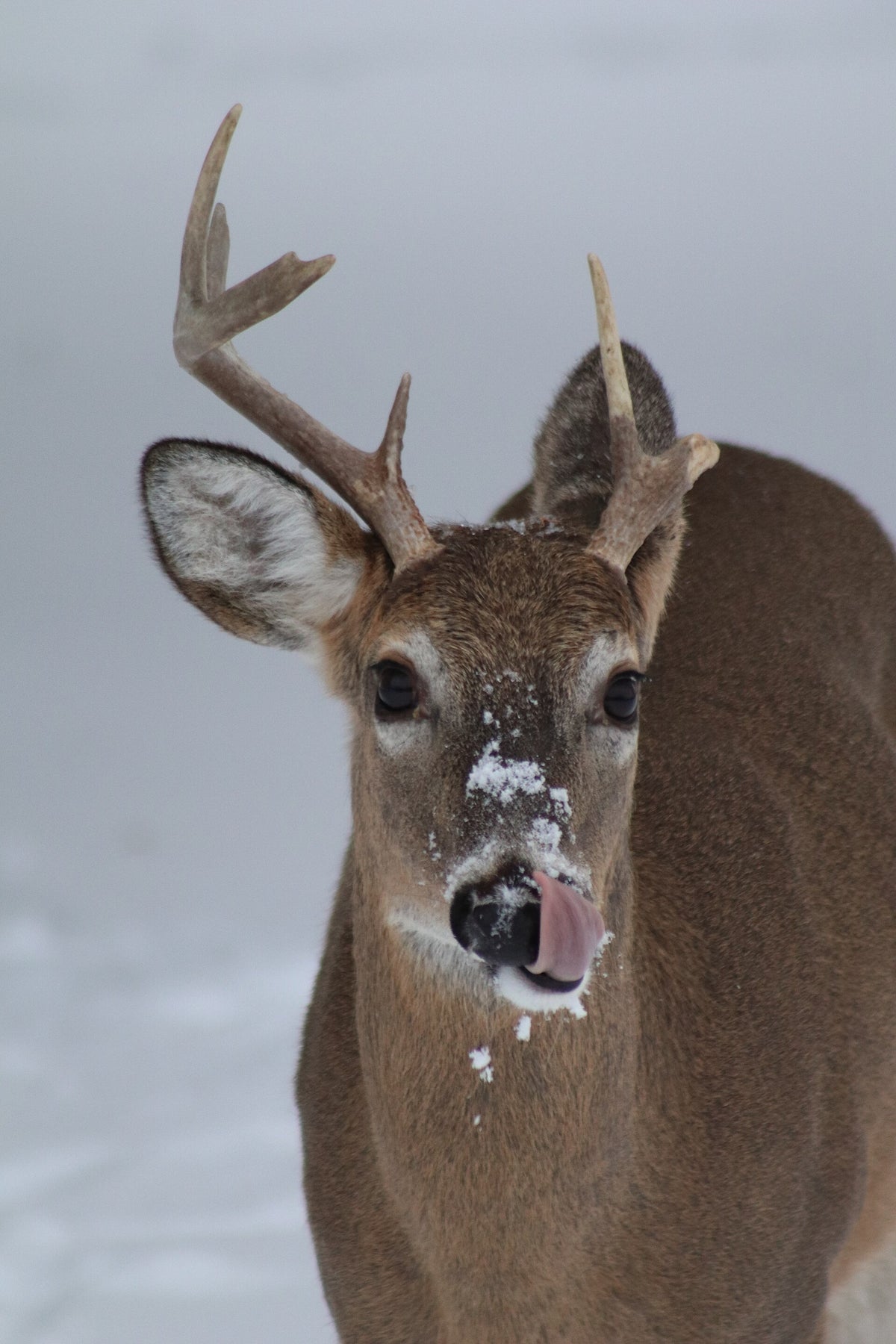 White-tailed buck in snow