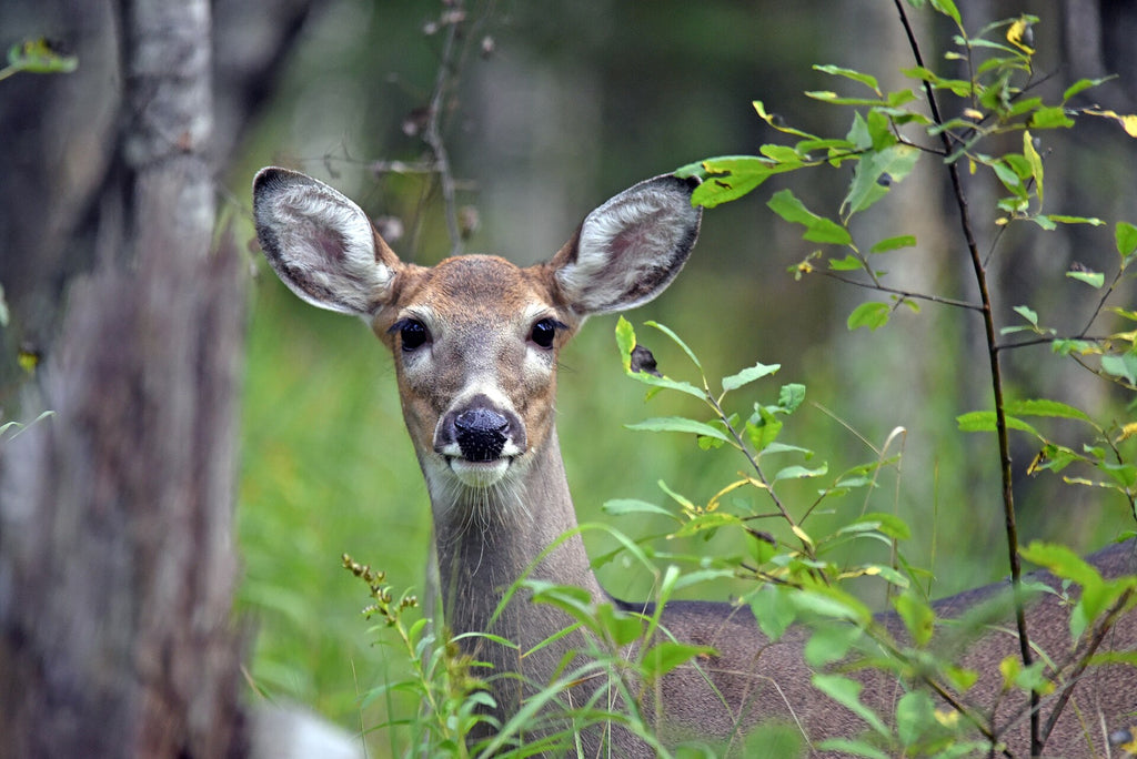 White-tailed deer in hardwoods