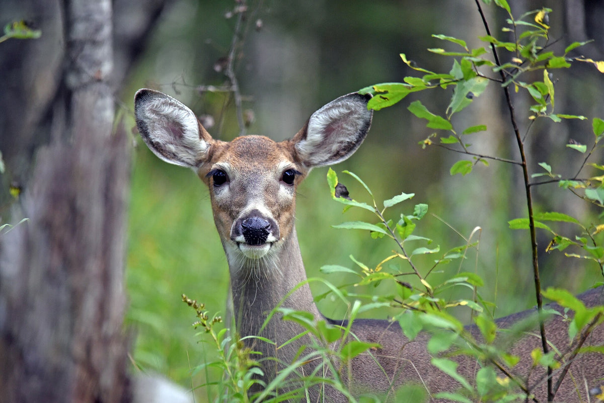 White-tailed deer in hardwoods