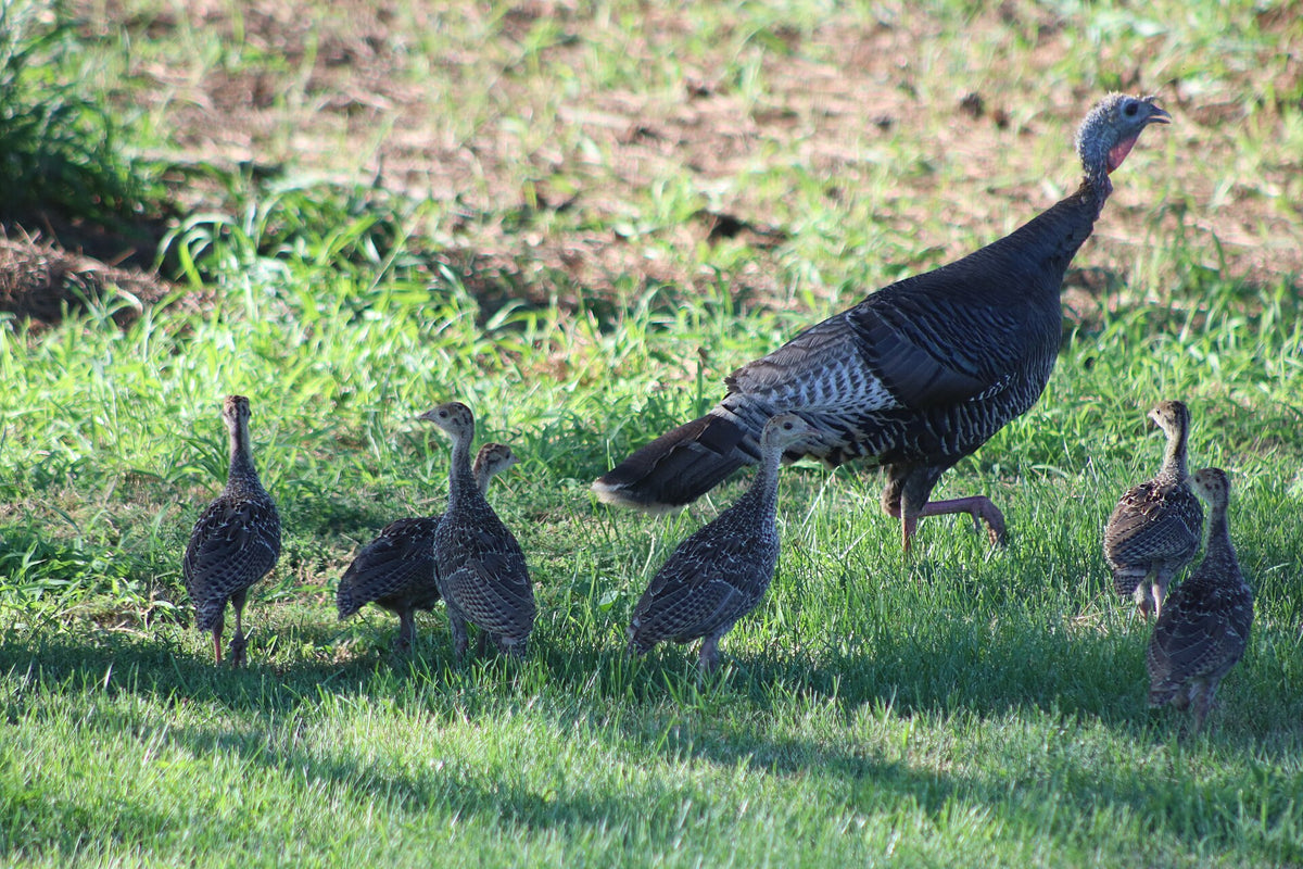 Wild turkey hen with poults