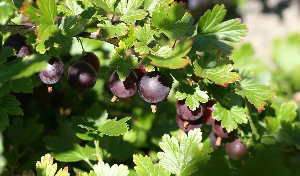 Black Velvet Gooseberry (Bundle of 2): Larger Grade