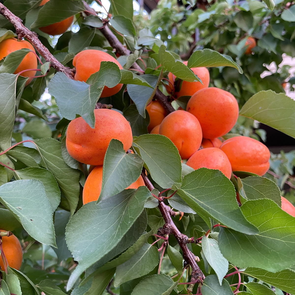 3rd and Myrtle Apricot (Bundle of 2) | Spring 2027
