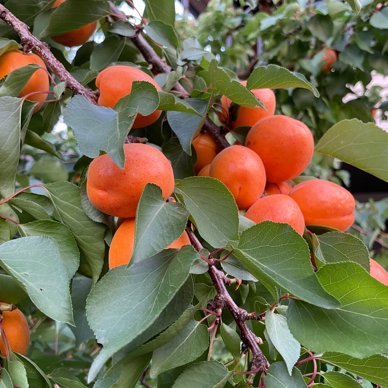 Canning & Freezing