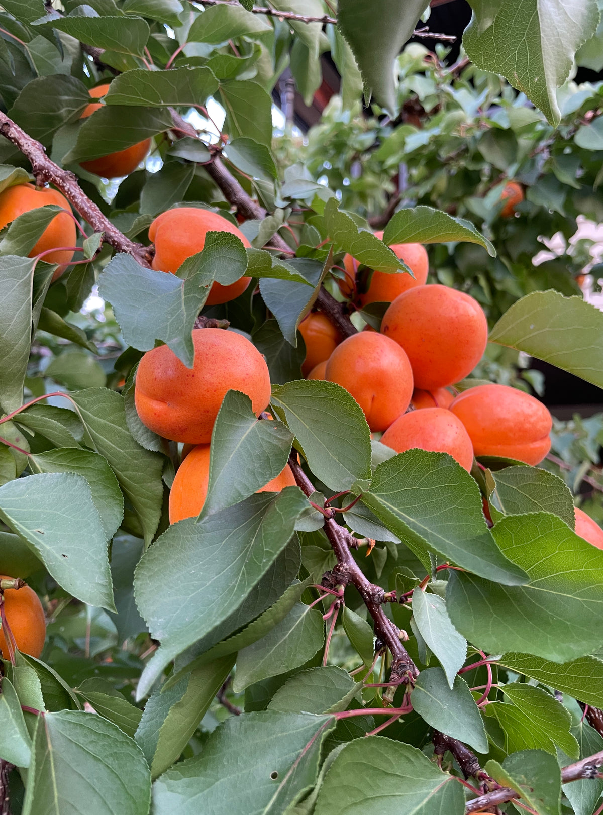 3rd and Myrtle apricots ripening on the tree