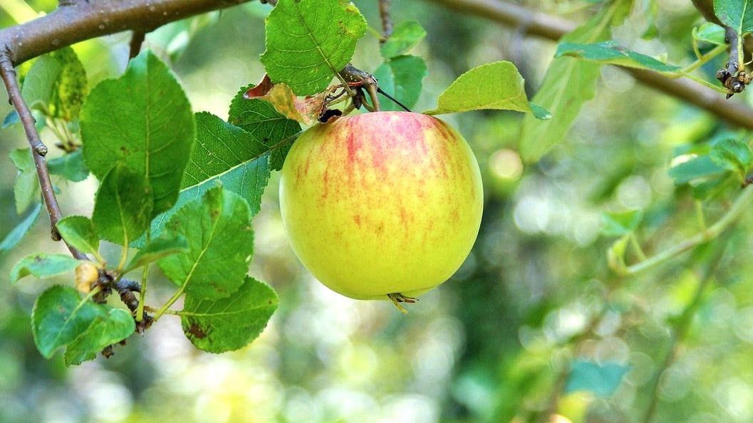 A 9-22 End apple ripening on the branch