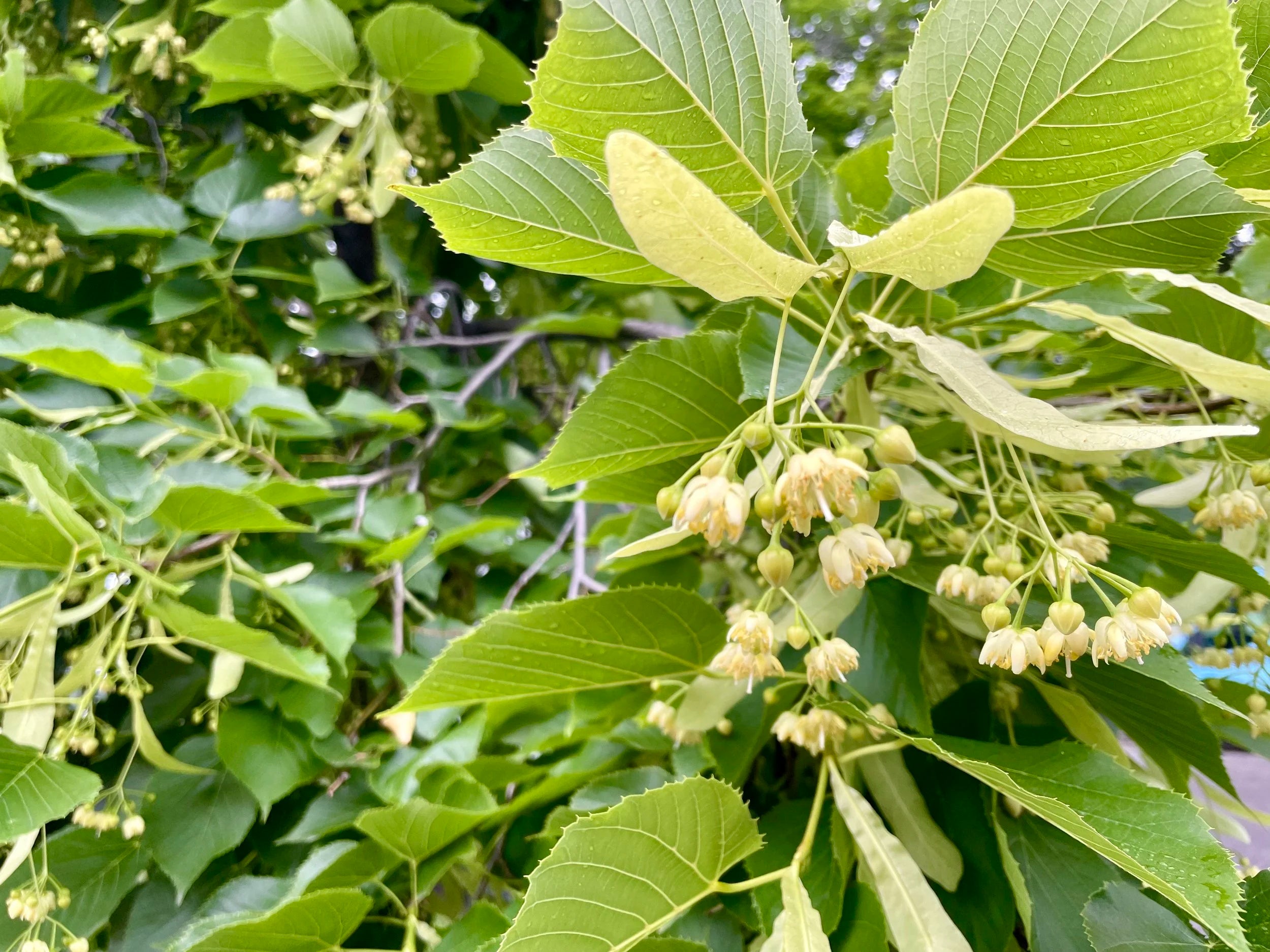 American Linden (Bundle of 3)