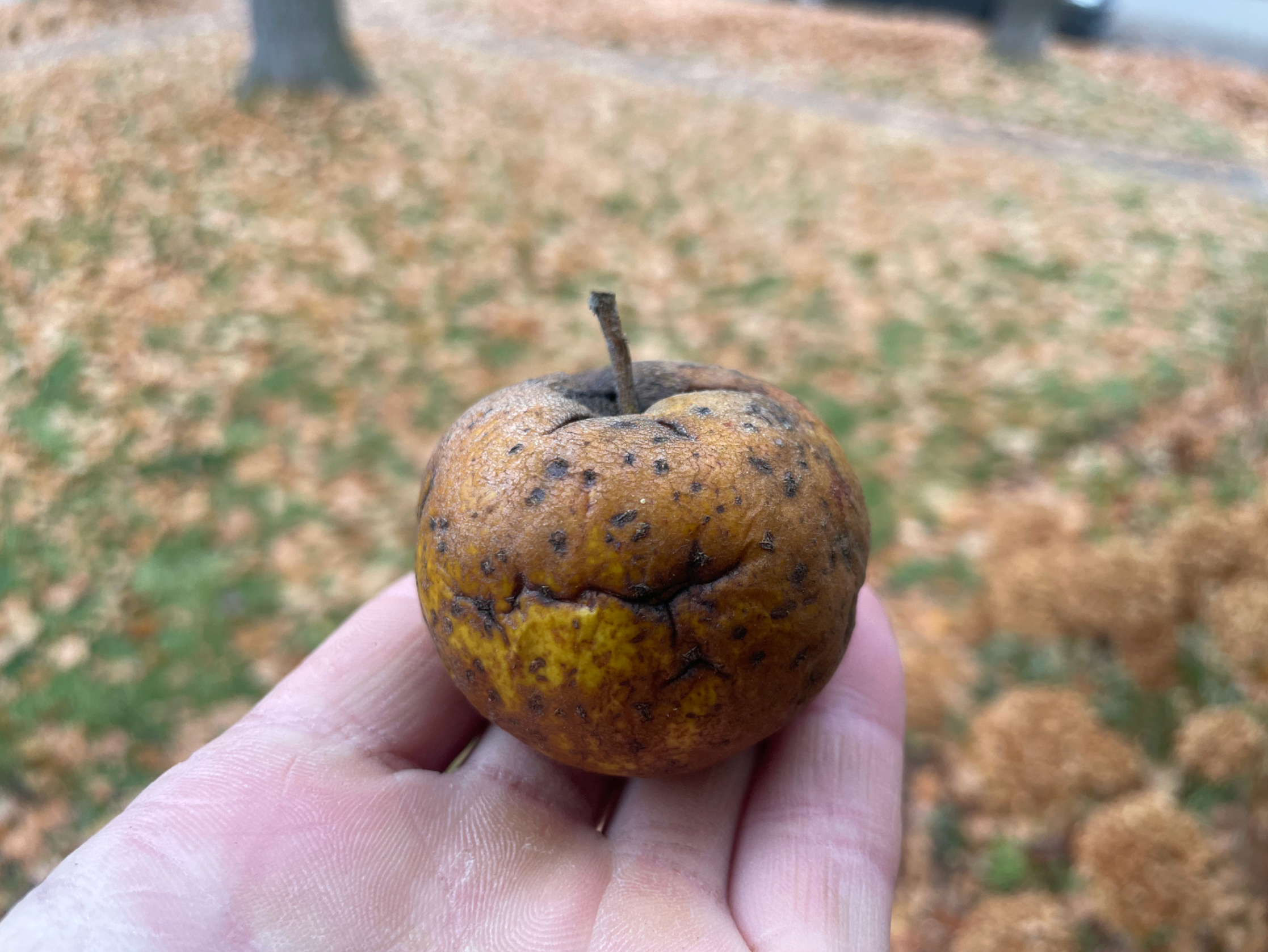 Ashmead's Kernel Apple – Montana Fruit Trees